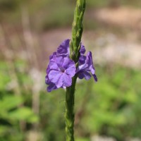 Stachytarpheta urticifolia Sims